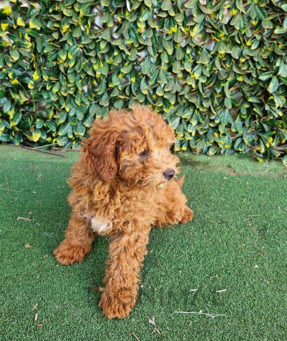 Cavapoo puppy for sale, dog for sale at Tagnimal