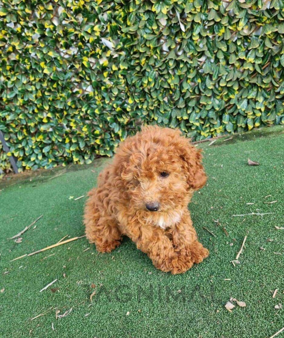 Cavapoo puppy for sale, dog for sale at Tagnimal