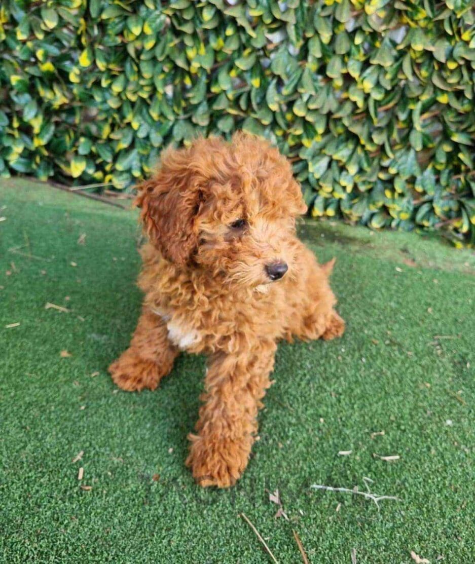 Cavapoo puppy for sale, dog for sale at Tagnimal