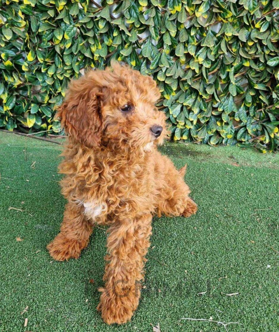 Cavapoo puppy for sale, dog for sale at Tagnimal