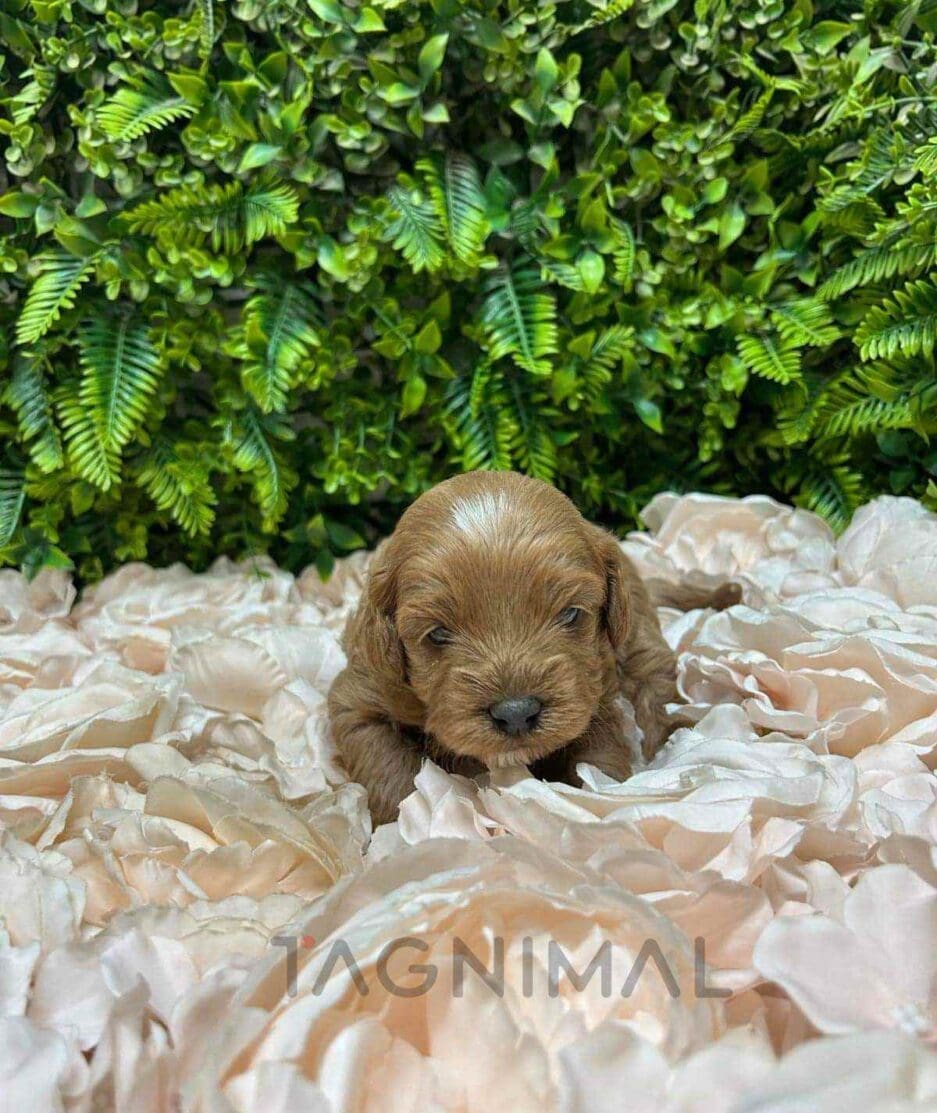 Cavapoo puppy for sale, dog for sale at Tagnimal