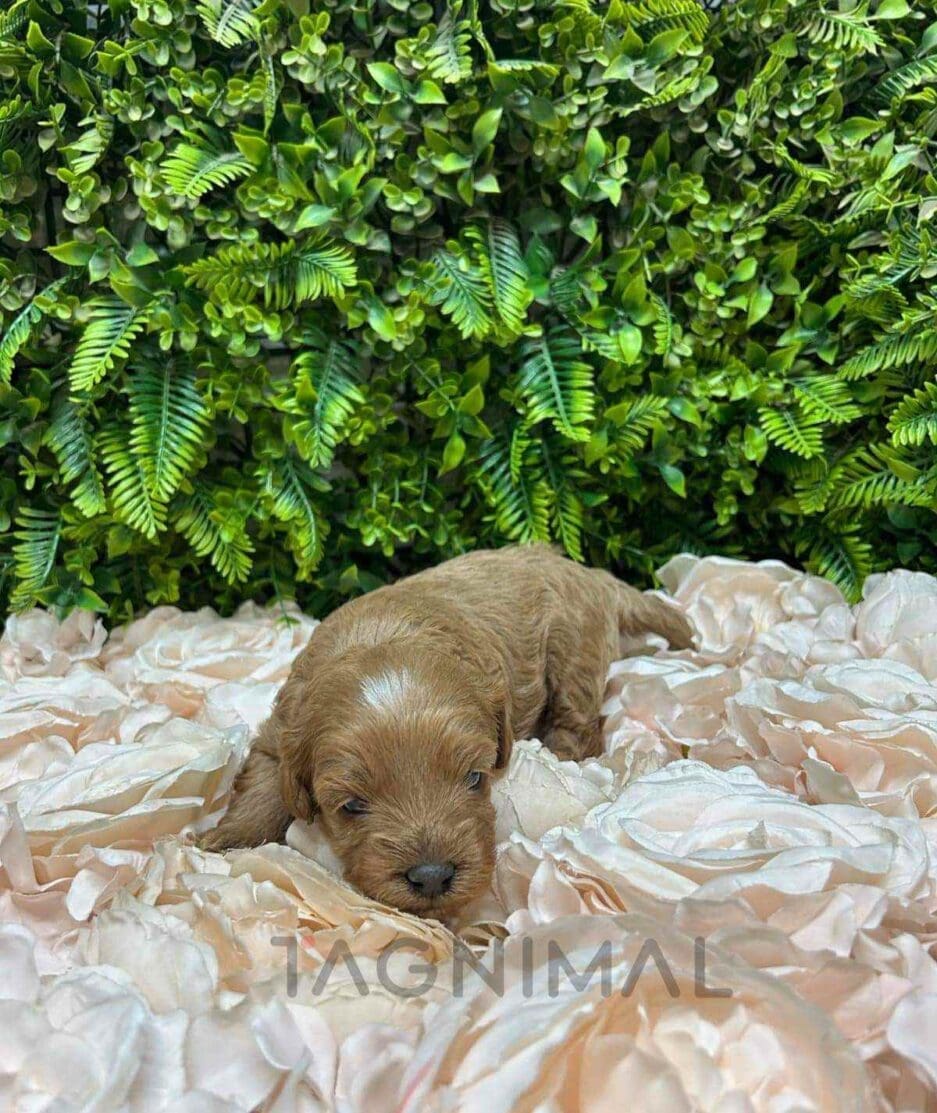 Cavapoo puppy for sale, dog for sale at Tagnimal