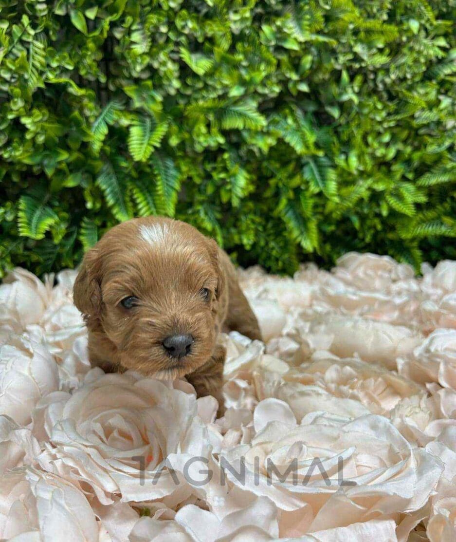 Cavapoo puppy for sale, dog for sale at Tagnimal