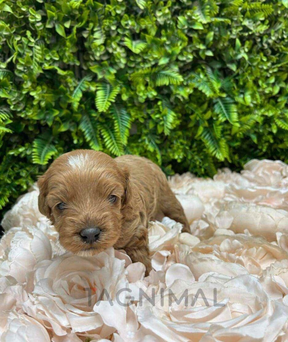 Cavapoo puppy for sale, dog for sale at Tagnimal