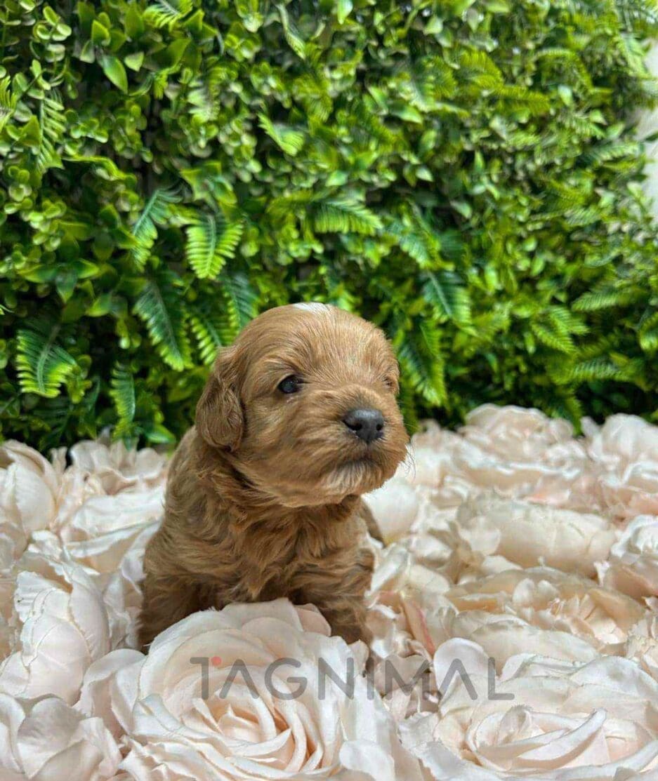 Cavapoo puppy for sale, dog for sale at Tagnimal