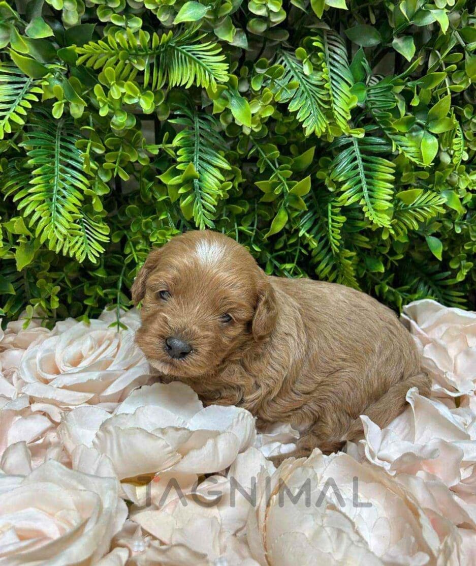 Cavapoo puppy for sale, dog for sale at Tagnimal