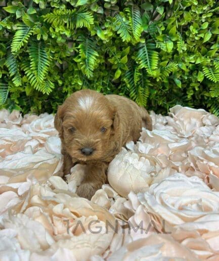 Cavapoo puppy for sale, dog for sale at Tagnimal