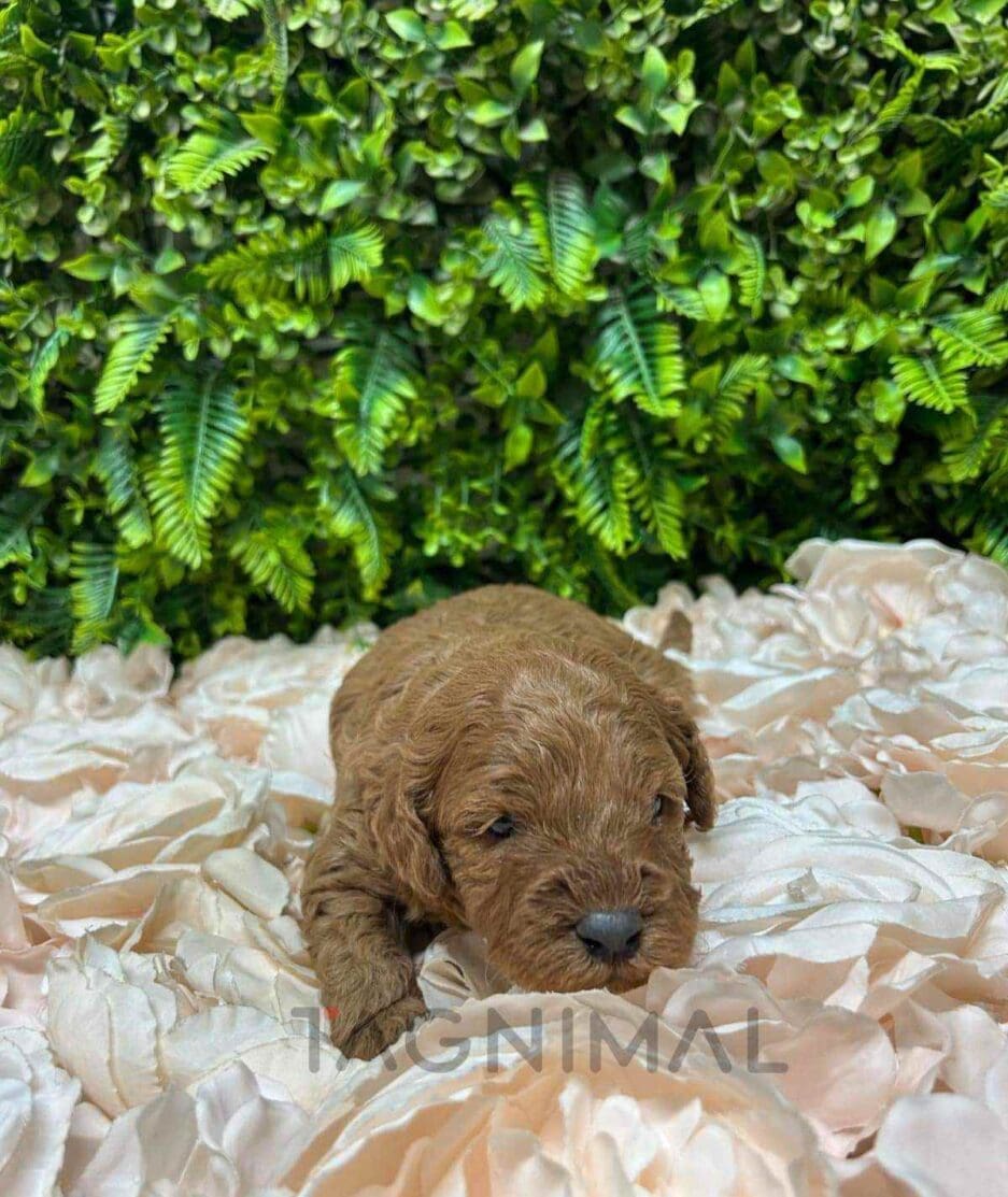 Cavapoo puppy for sale, dog for sale at Tagnimal