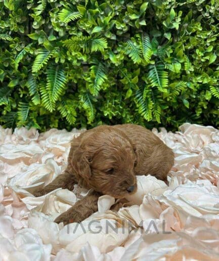 Cavapoo puppy for sale, dog for sale at Tagnimal