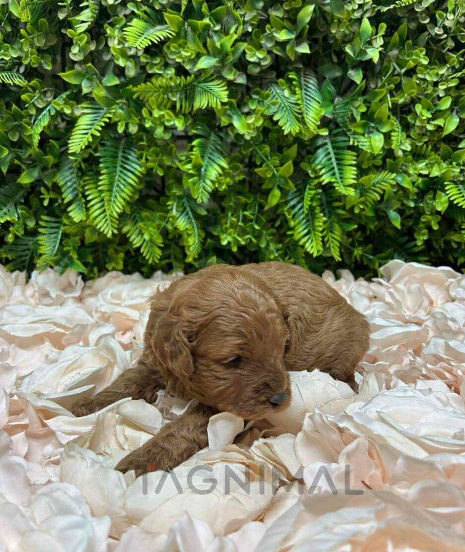 Cavapoo puppy for sale, dog for sale at Tagnimal