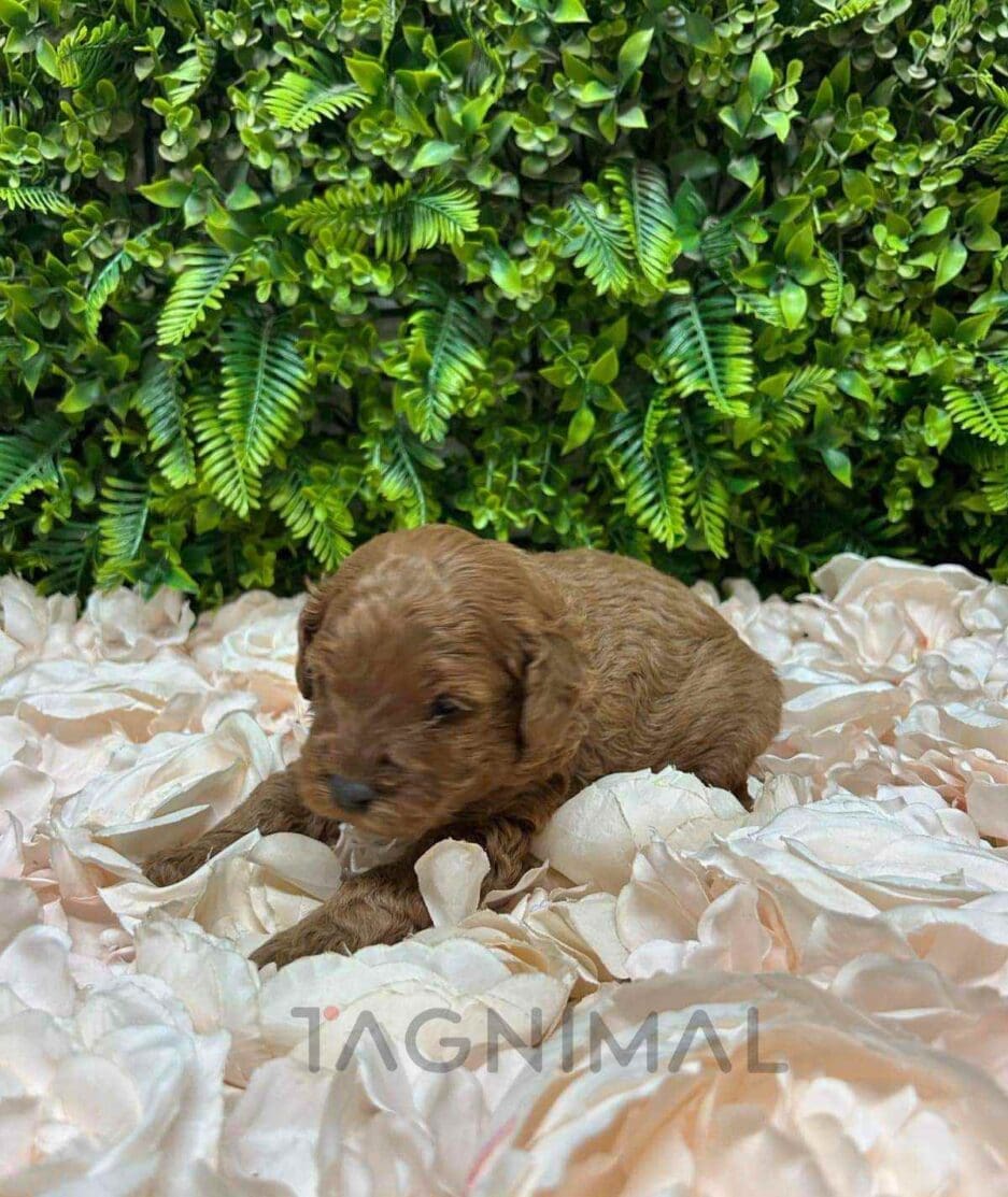 Cavapoo puppy for sale, dog for sale at Tagnimal