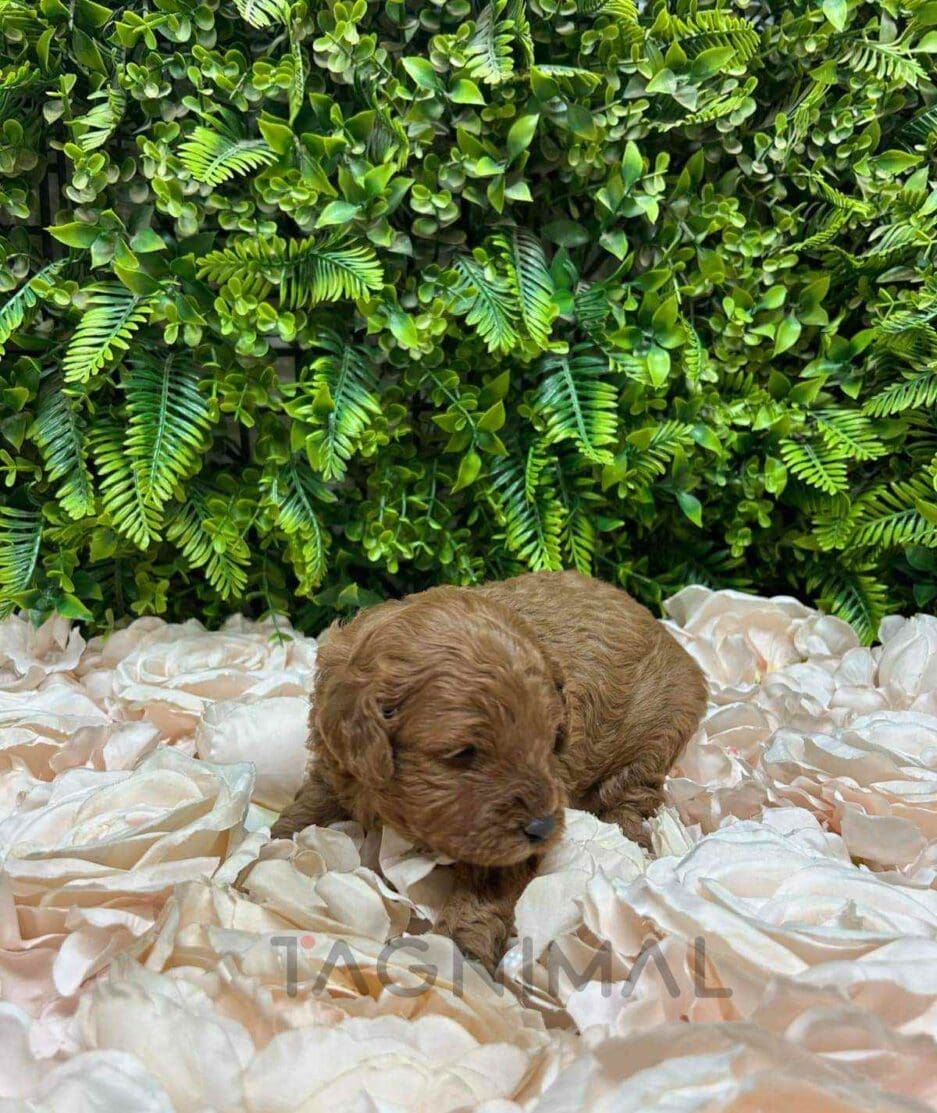 Cavapoo puppy for sale, dog for sale at Tagnimal