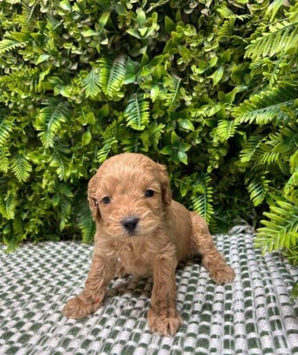 Cavapoo puppy for sale, dog for sale at Tagnimal