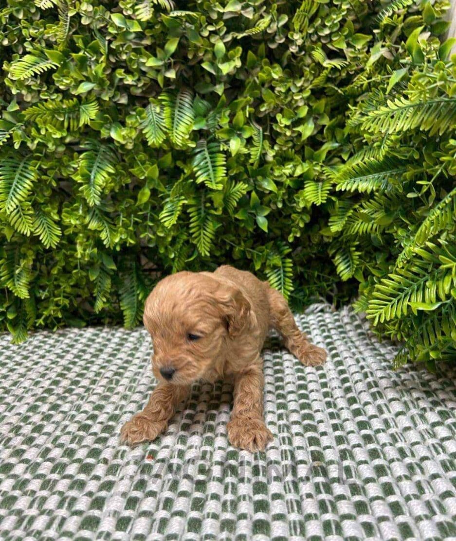 Cavapoo puppy for sale, dog for sale at Tagnimal