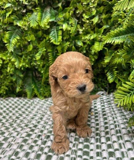 Cavapoo puppy for sale, dog for sale at Tagnimal