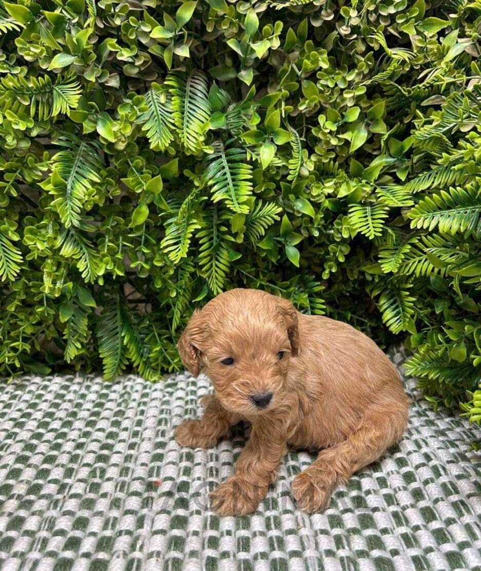 Cavapoo puppy for sale, dog for sale at Tagnimal