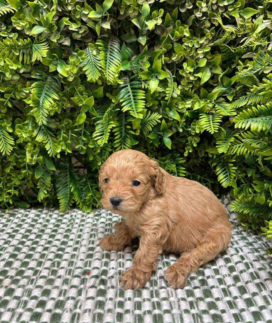 Cavapoo puppy for sale, dog for sale at Tagnimal