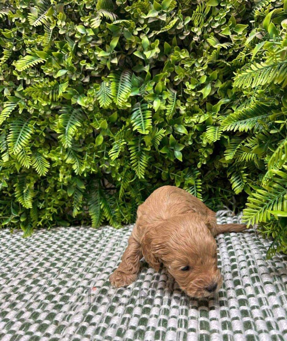 Cavapoo puppy for sale, dog for sale at Tagnimal