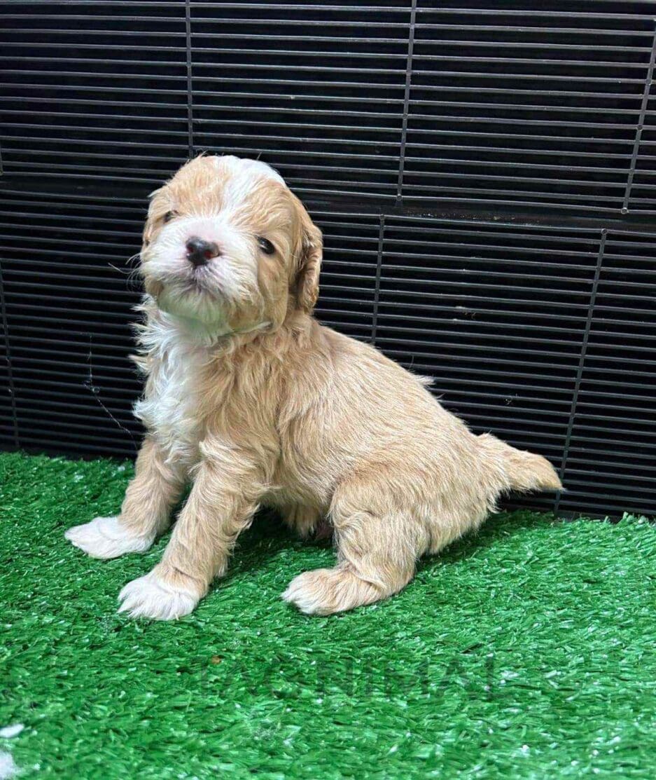 Cavapoo puppy for sale, dog for sale at Tagnimal