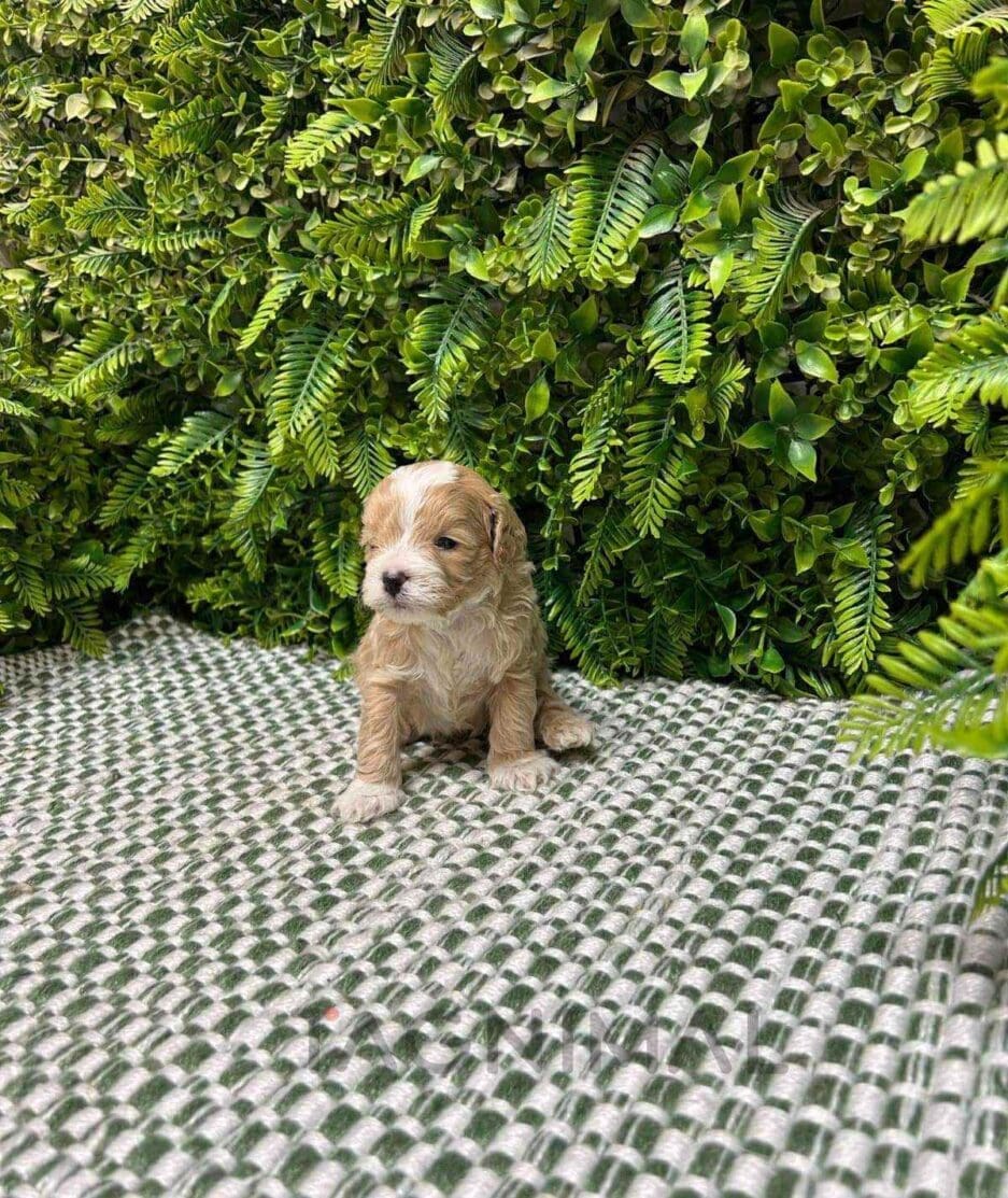 Cavapoo puppy for sale, dog for sale at Tagnimal