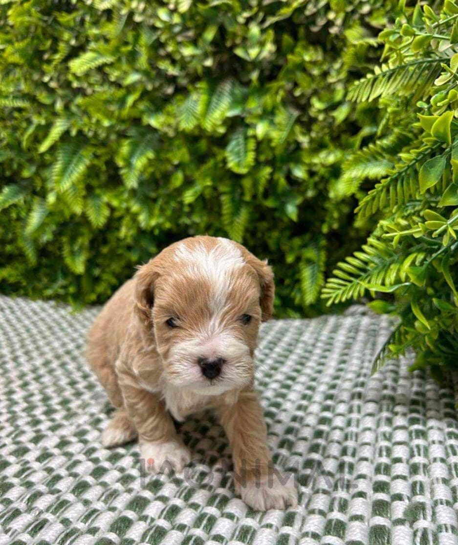 Cavapoo puppy for sale, dog for sale at Tagnimal