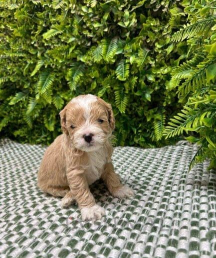 Cavapoo puppy for sale, dog for sale at Tagnimal