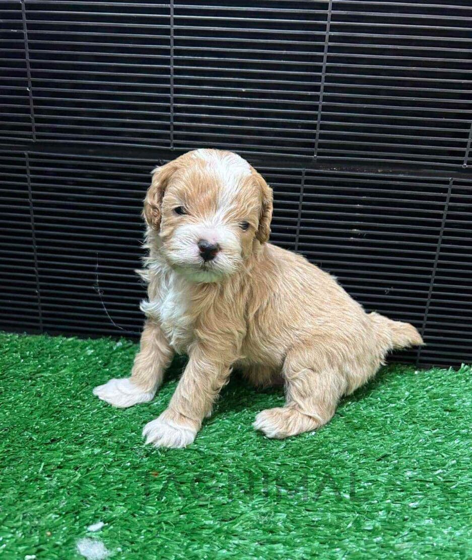 Cavapoo puppy for sale, dog for sale at Tagnimal