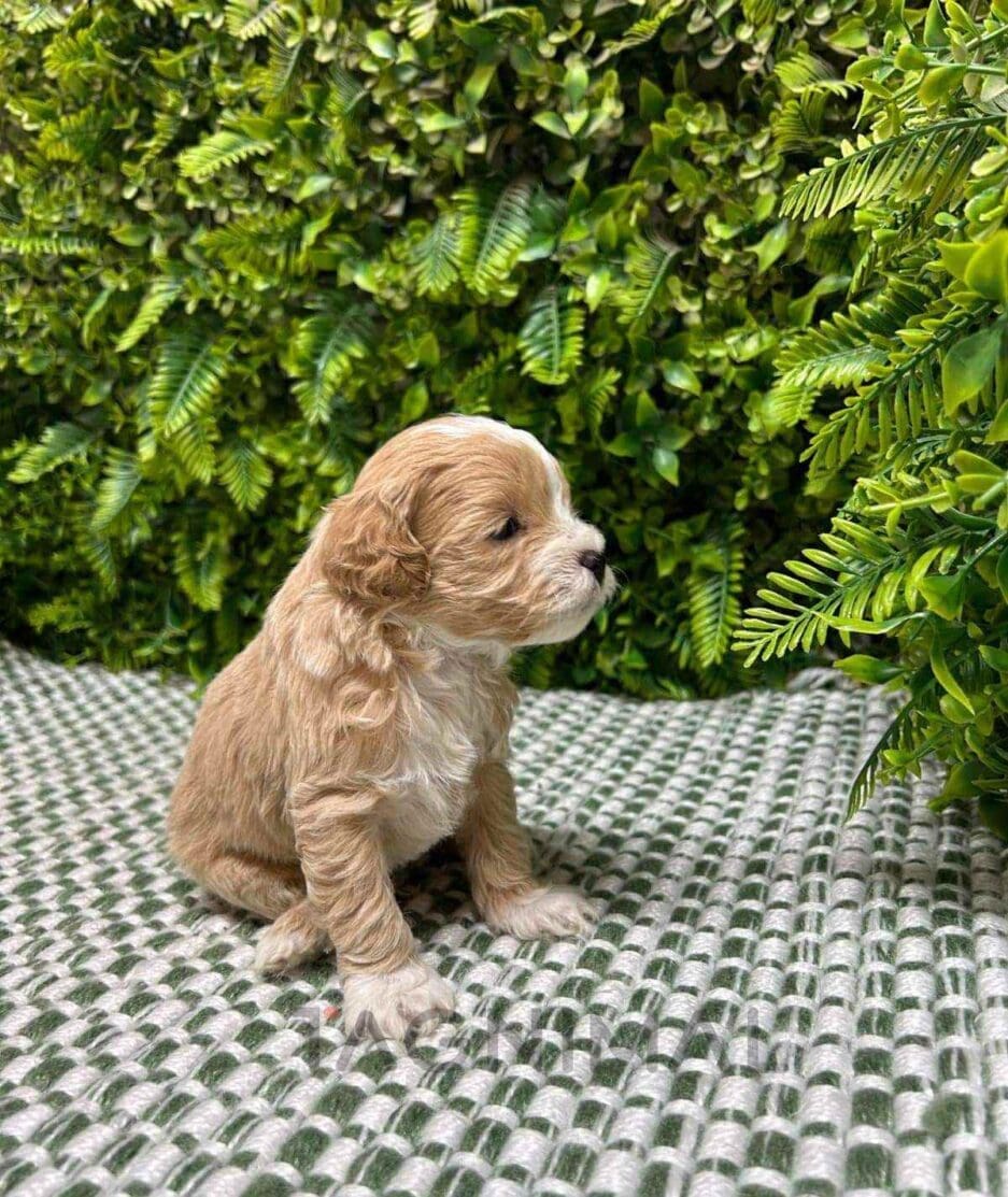 Cavapoo puppy for sale, dog for sale at Tagnimal