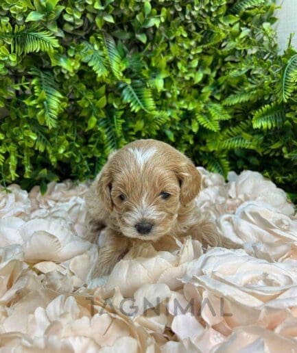 Cavapoo puppy for sale, dog for sale at Tagnimal