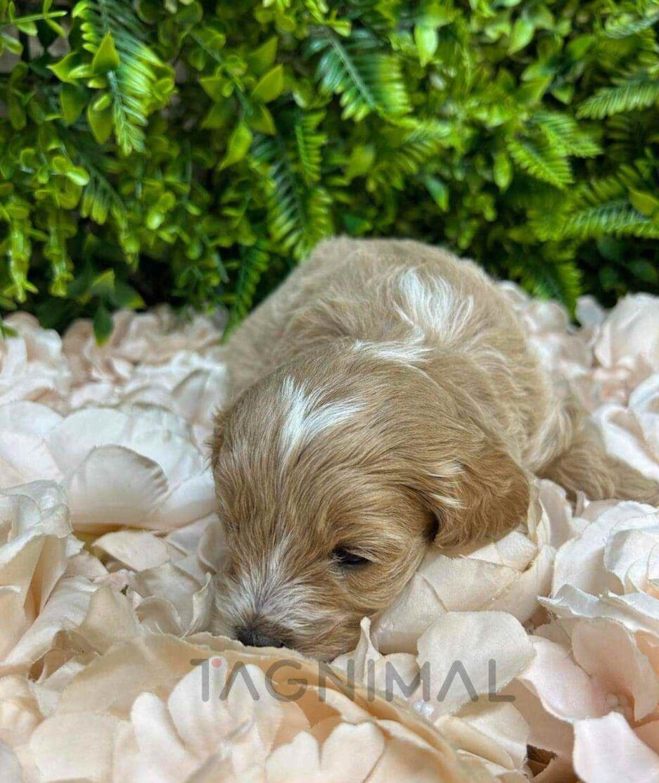 Cavapoo puppy for sale, dog for sale at Tagnimal