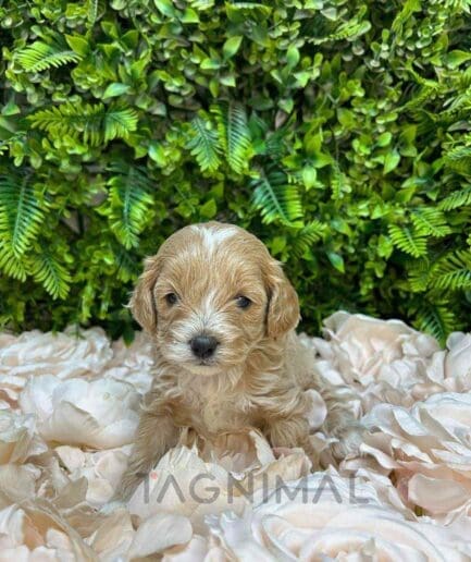 Cavapoo puppy for sale, dog for sale at Tagnimal