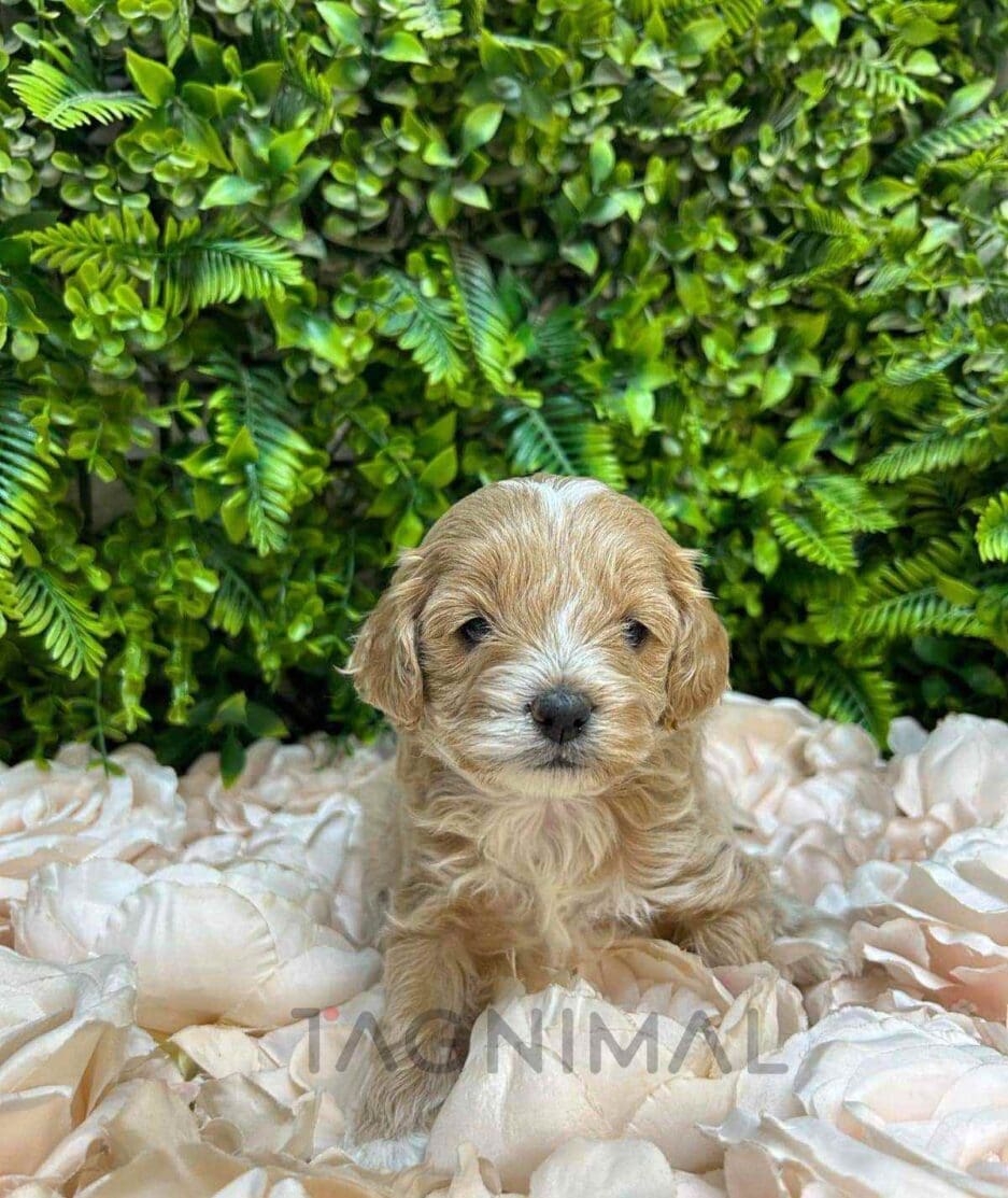 Cavapoo puppy for sale, dog for sale at Tagnimal