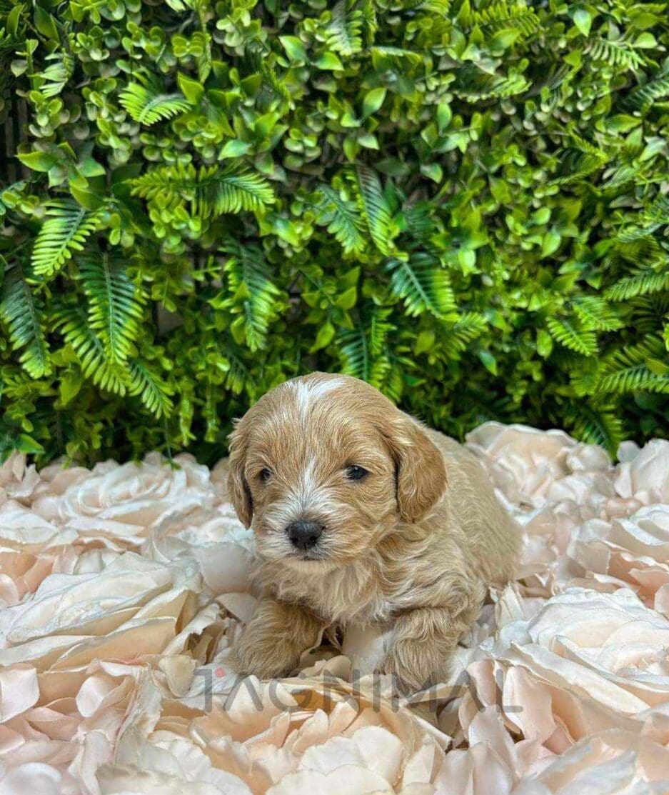 Cavapoo puppy for sale, dog for sale at Tagnimal