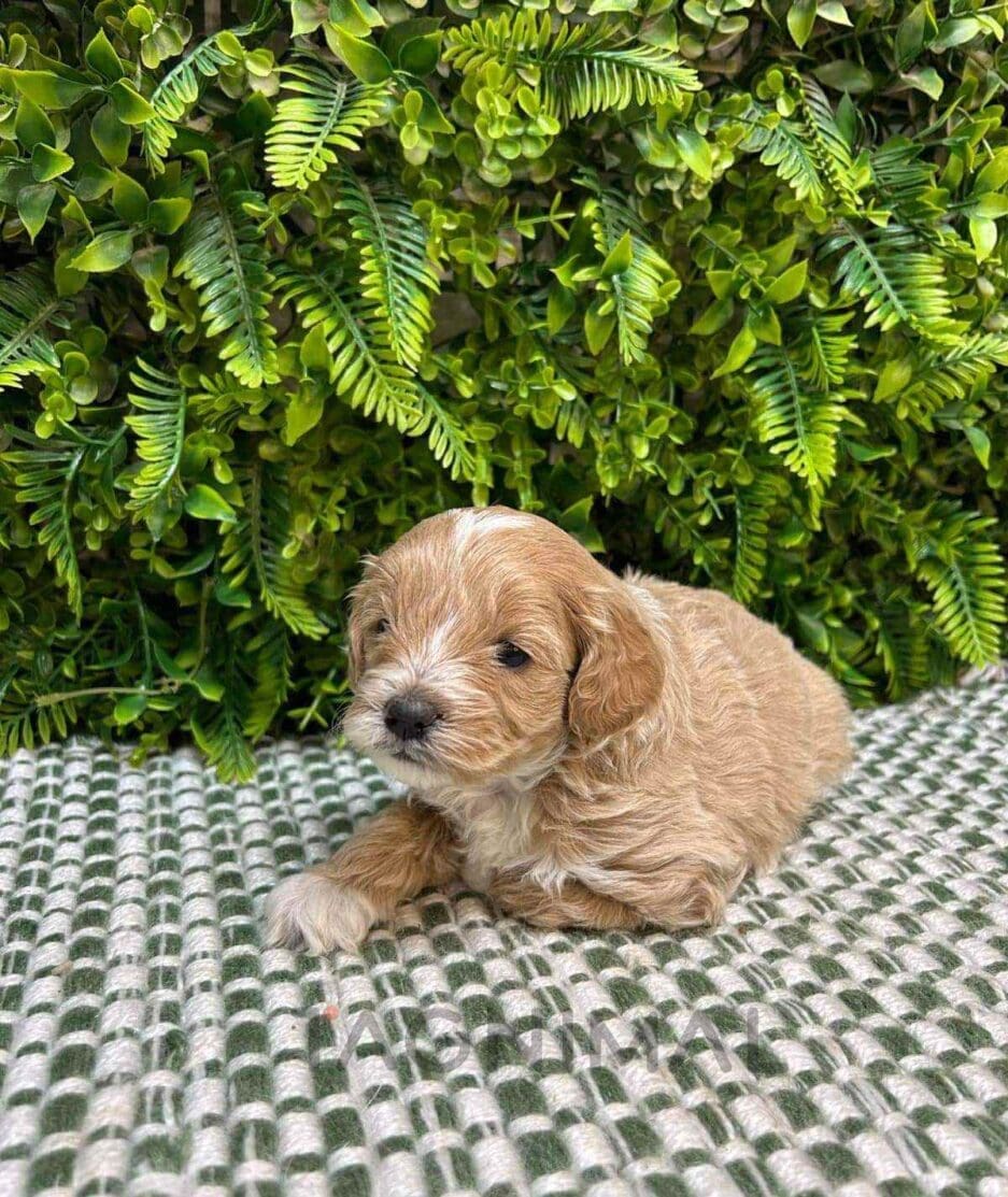 Cavapoo puppy for sale, dog for sale at Tagnimal