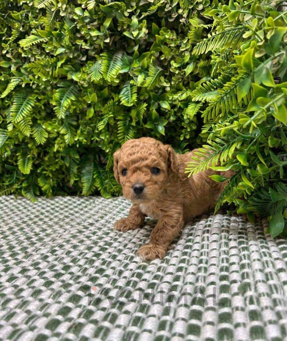 Cavapoo puppy for sale, dog for sale at Tagnimal