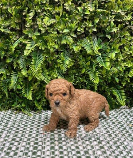 Cavapoo puppy for sale, dog for sale at Tagnimal