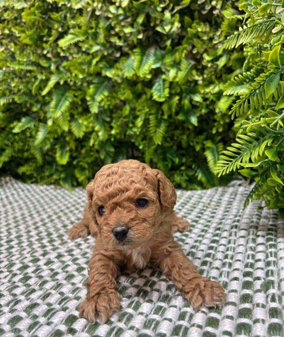 Cavapoo puppy for sale, dog for sale at Tagnimal