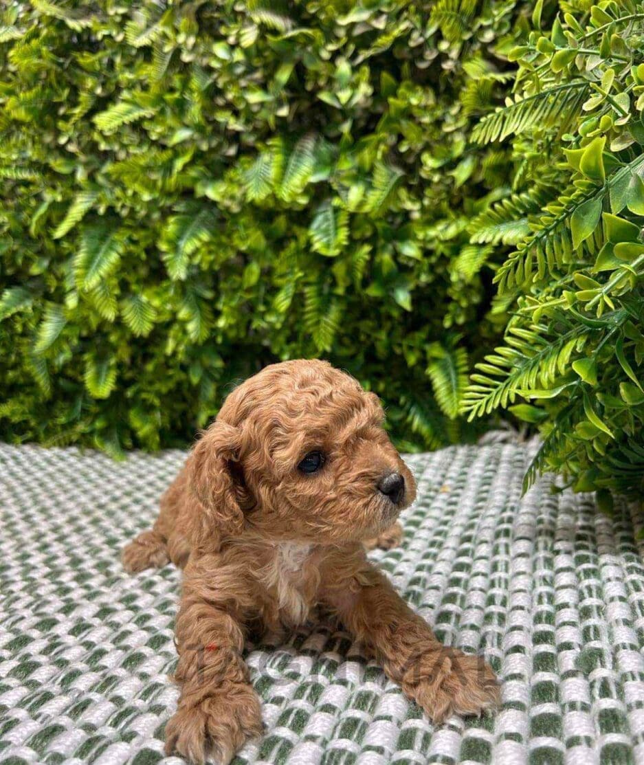 Cavapoo puppy for sale, dog for sale at Tagnimal