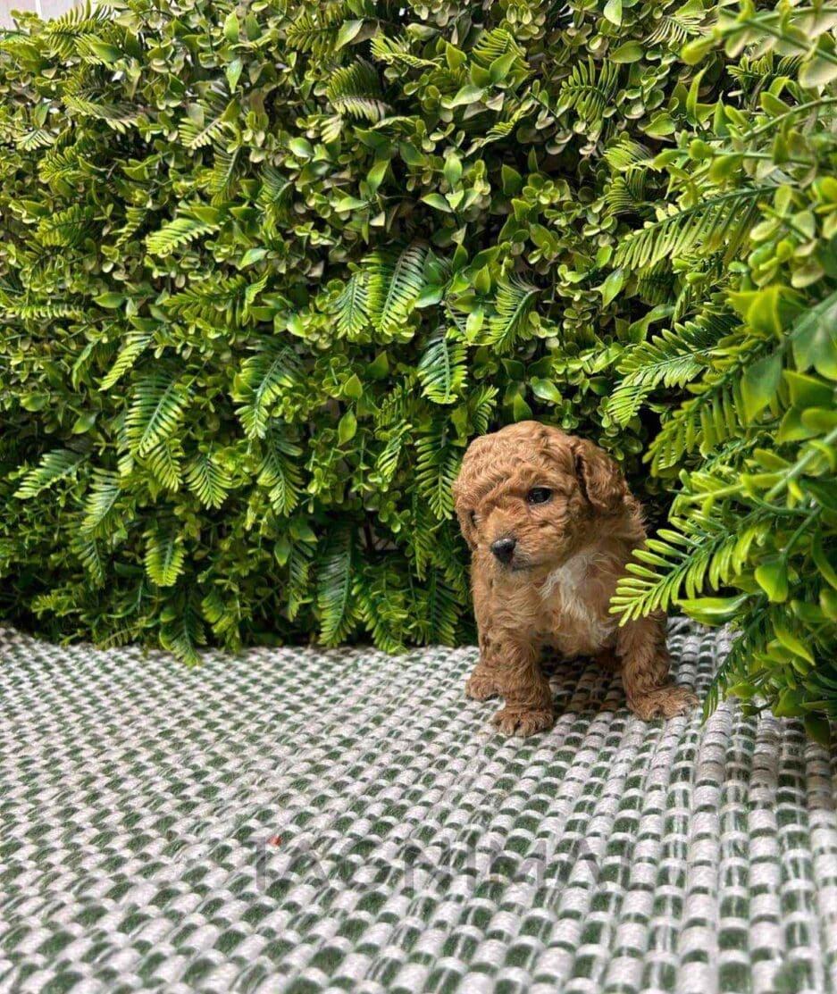 Cavapoo puppy for sale, dog for sale at Tagnimal