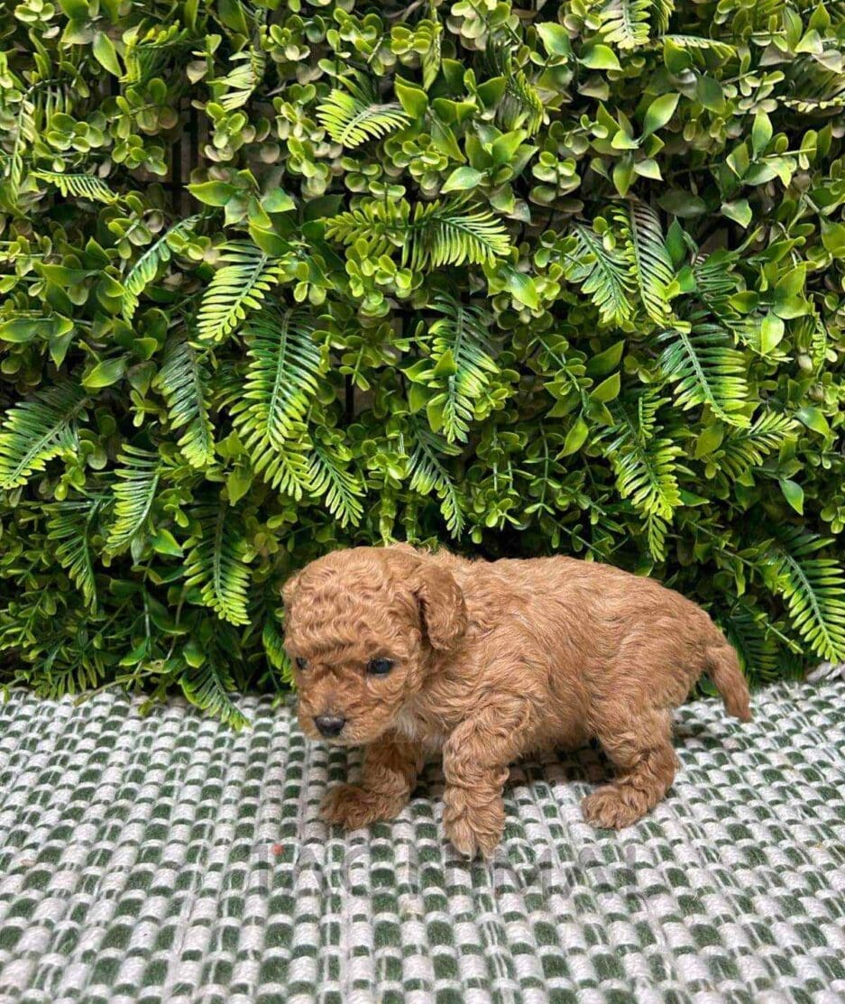 Cavapoo puppy for sale, dog for sale at Tagnimal