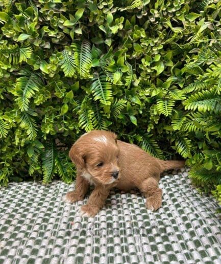 Cavapoo puppy for sale, dog for sale at Tagnimal