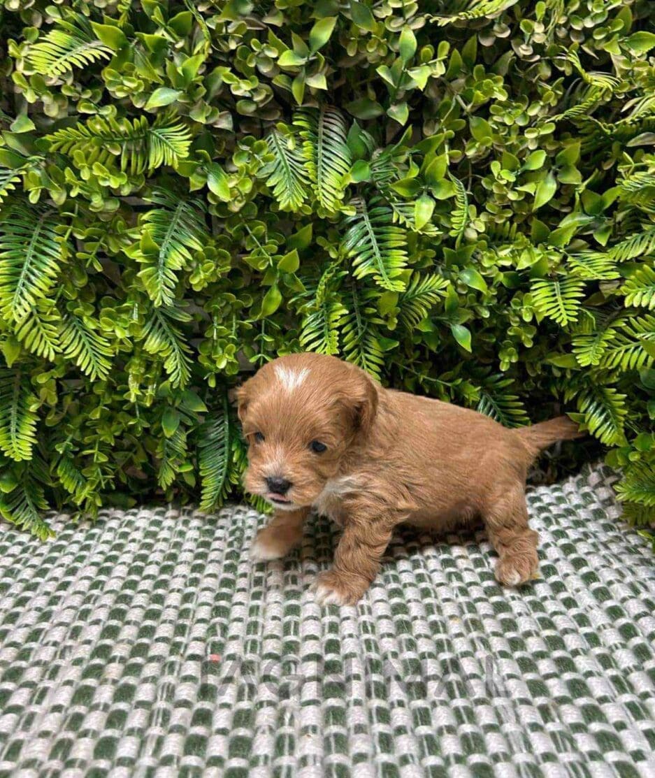 Cavapoo puppy for sale, dog for sale at Tagnimal