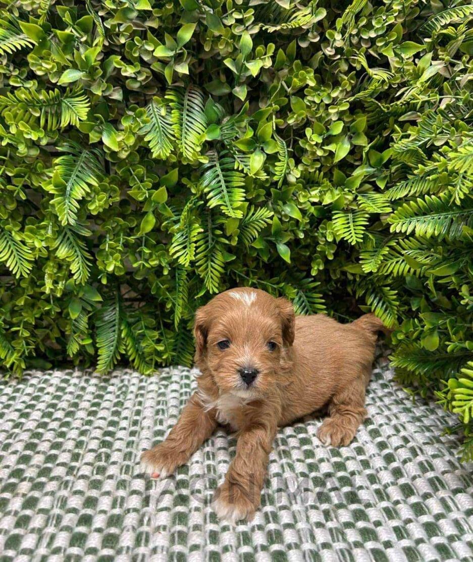 Cavapoo puppy for sale, dog for sale at Tagnimal