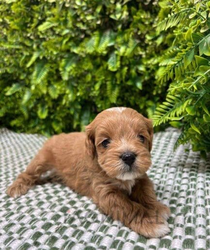 Cavapoo puppy for sale, dog for sale at Tagnimal