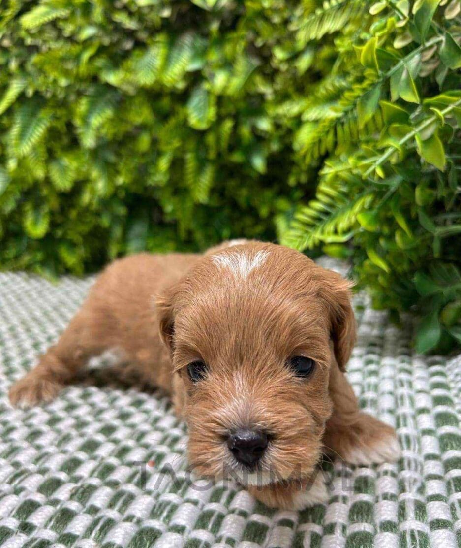 Cavapoo puppy for sale, dog for sale at Tagnimal