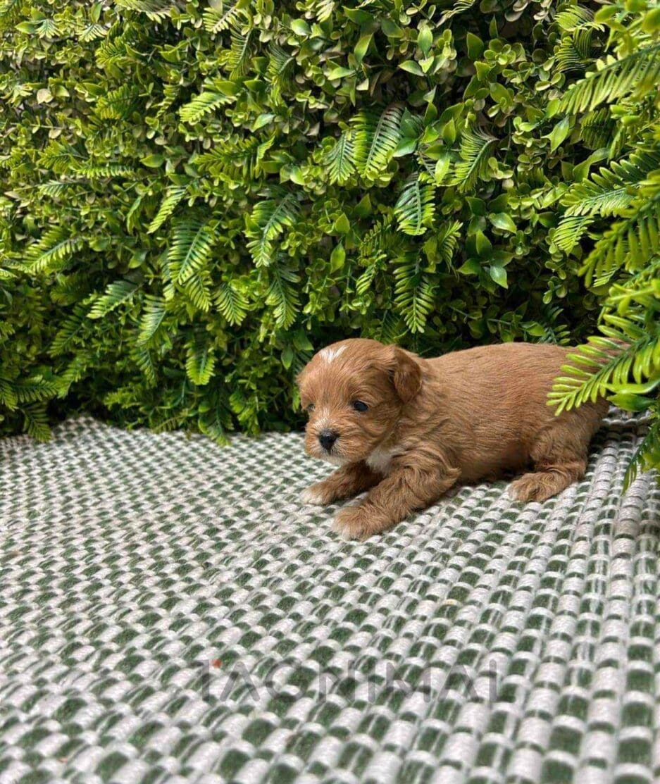 Cavapoo puppy for sale, dog for sale at Tagnimal