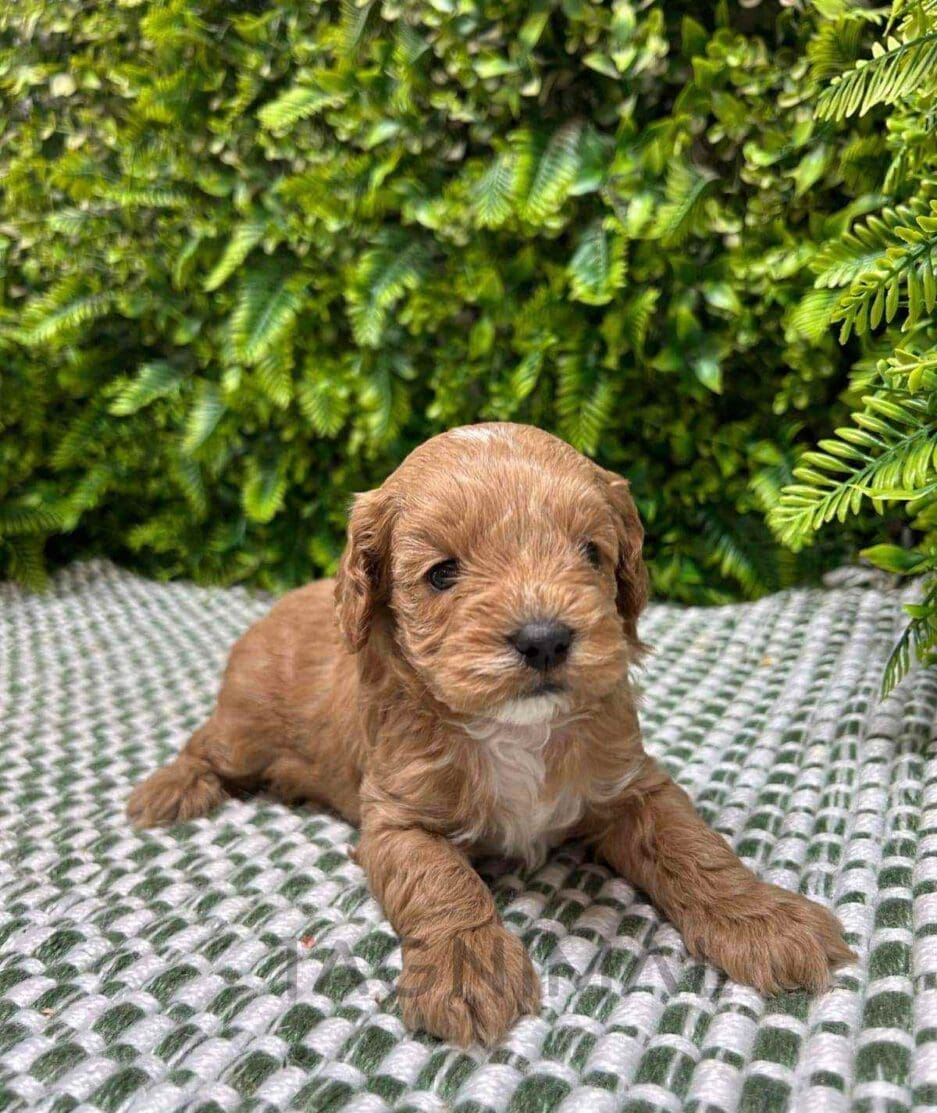 Cavapoo puppy for sale, dog for sale at Tagnimal