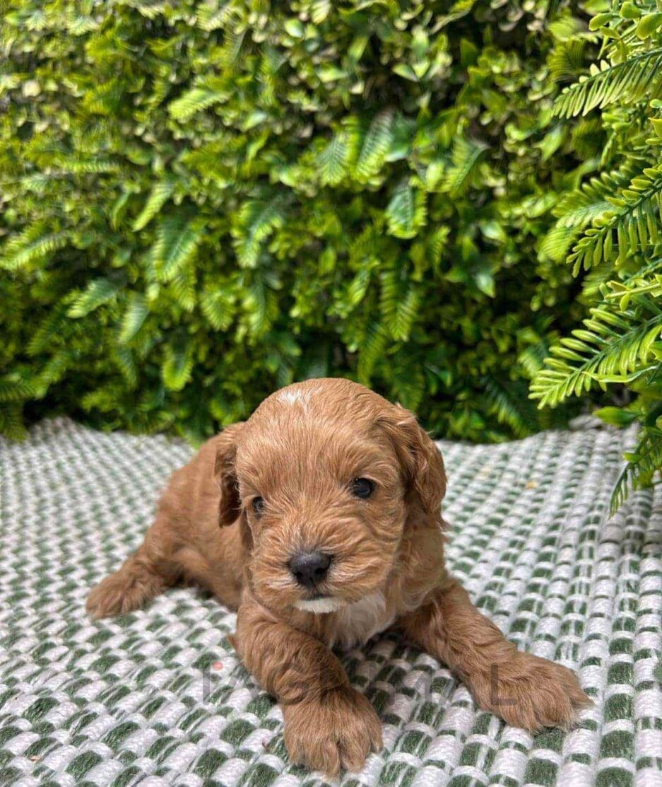 Cavapoo puppy for sale, dog for sale at Tagnimal