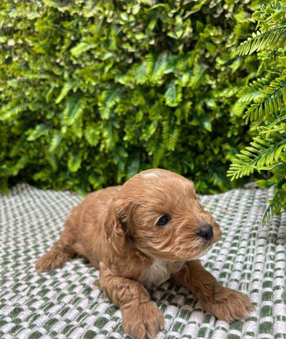 Cavapoo puppy for sale, dog for sale at Tagnimal