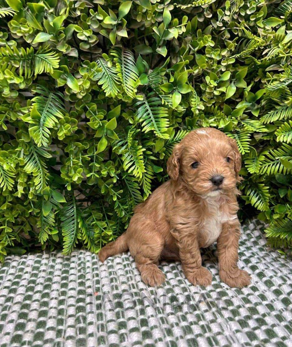 Cavapoo puppy for sale, dog for sale at Tagnimal